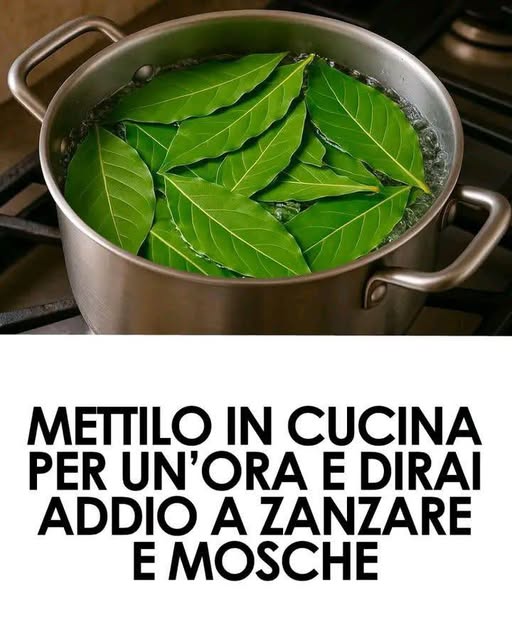 Alloro contro insetti come usarlo per risultati visibili in 1 ora