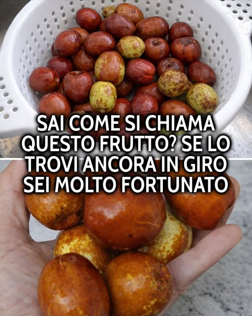 Giuggiole: che gusto hanno, come si consumano e tutti i loro benefici