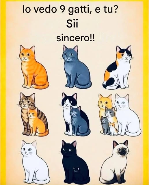 Hai visto le chat combinate? 🐱👀