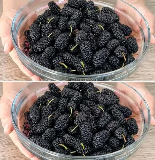 Come coltivare il gelso nero in vaso a casa e avere tantissimi frutti